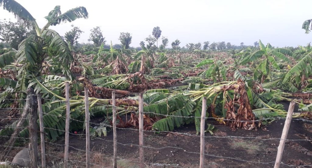 Damaged crop