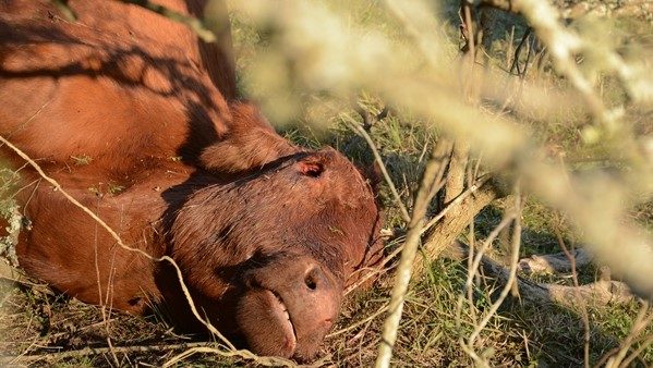 Imagen ilustrativa de una vaca mutilada en un caso ocurrido en la provincia de Santa Fe, Argentina.