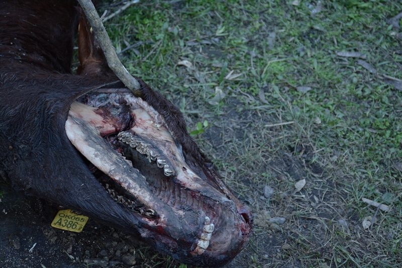 Caso de mutilación de ganado ocurrido en Colonia Durán, provincia de Santa Fe, Argentina (Foto: Cortesía de Hernan Agustini)