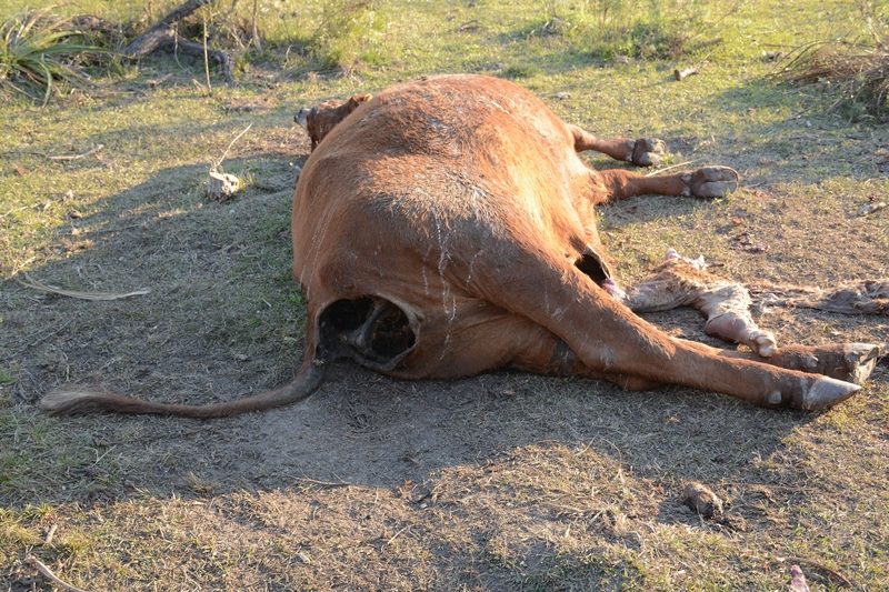 Caso de mutilación de ganado ocurrido en Colonia Durán, provincia de Santa Fe, Argentina (Foto: Cortesía de Hernan Agustini)