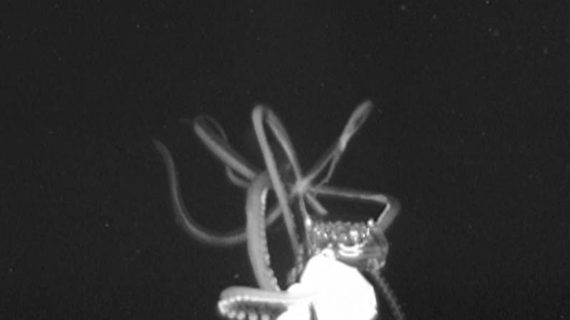 Un calamar gigante a 759 metros de profundidad en el Golfo de México.
