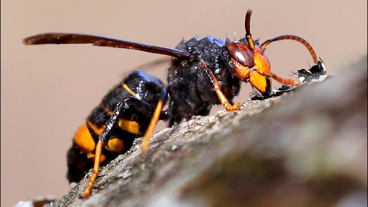 Una «vespa velutina», comunmente conocida como avispa asiatica Lavandeira