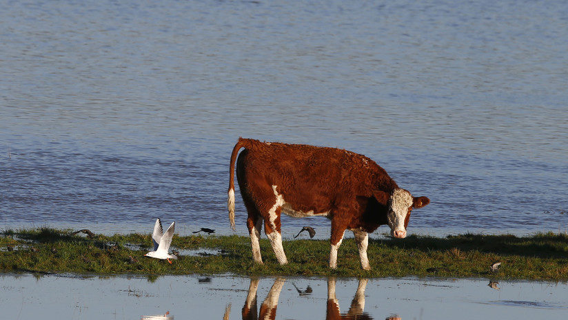 cow flooded