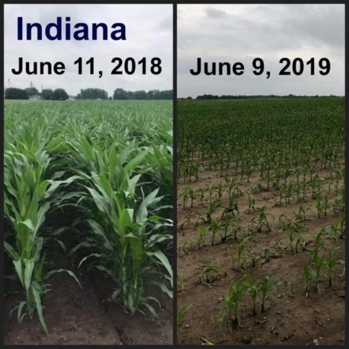 Indiana corn 2019