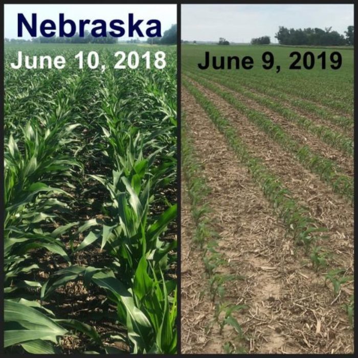 Nebraska corn 2019