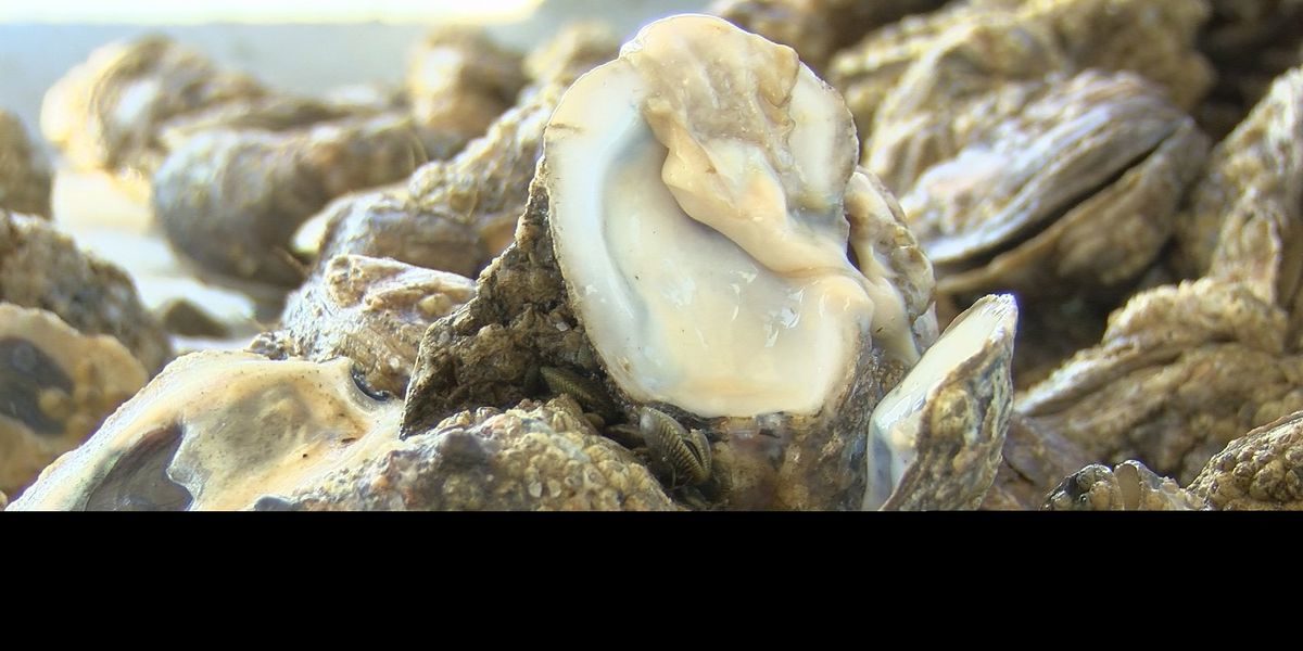 Oyster fishermen are saying 100 percent of what they dredge up is coming up dead, which is not only a serious hit to their livelihoods but could have lasting impacts for years to come.