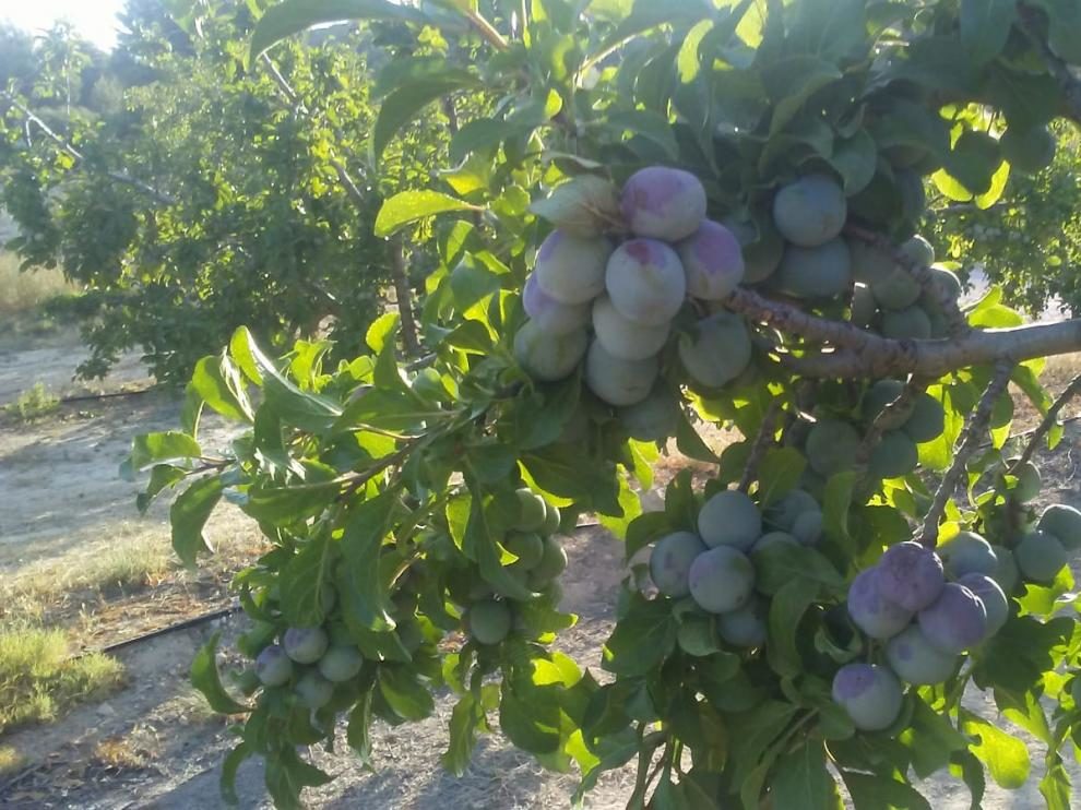 More than half of Caspe's queen plum crops have been scorched by heat.