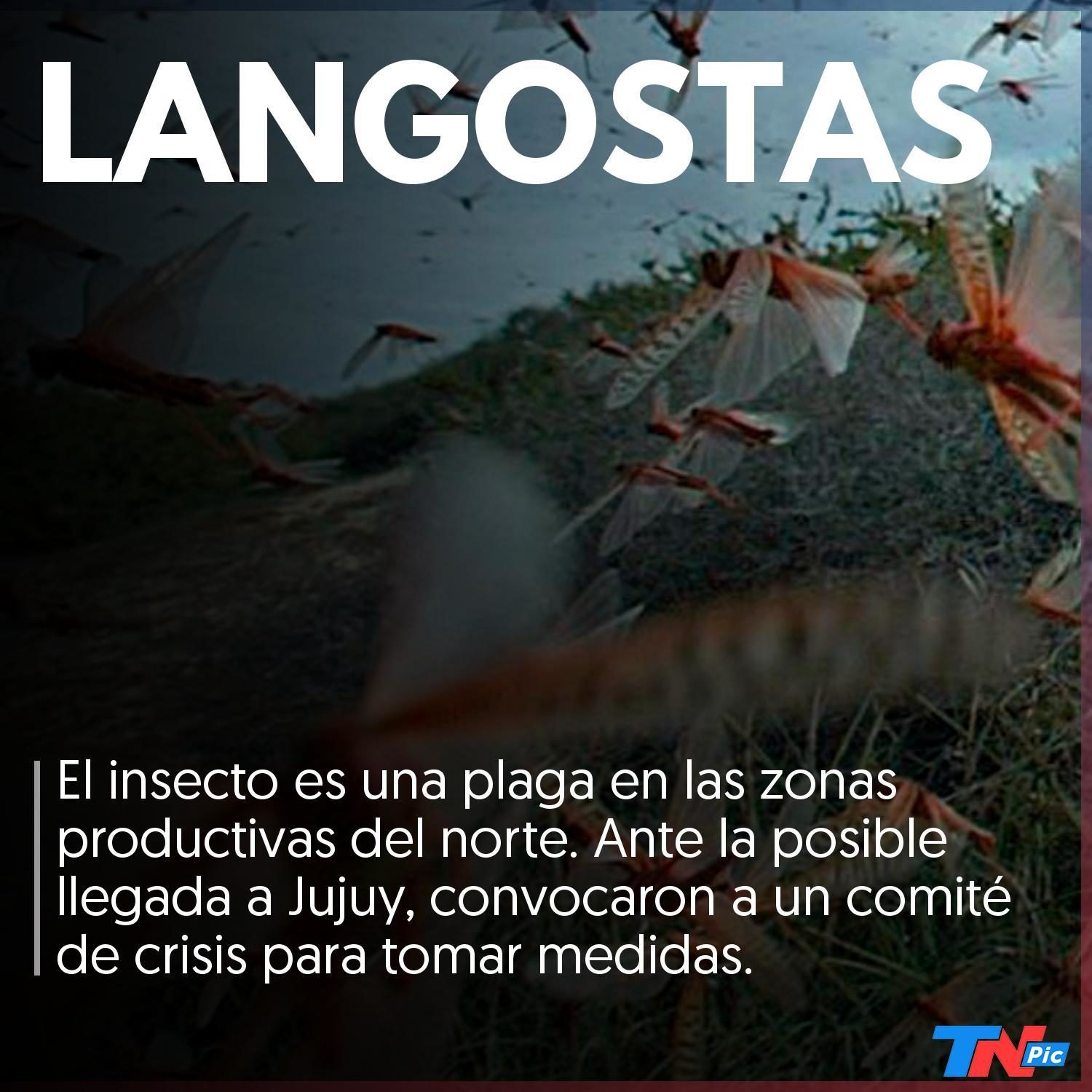 Convocan a un comité de crisis por la llegada de langostas a Jujuy, Argentina