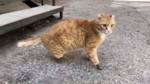 Ryzhik, el gato ruso que volvió a caminar gracias a sus patas de titanio