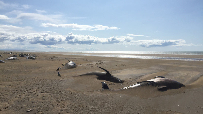 Hallan al menos 50 ballenas muertas en una remota playa de Islandia