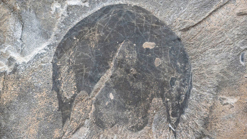 Cambroraster falcatus