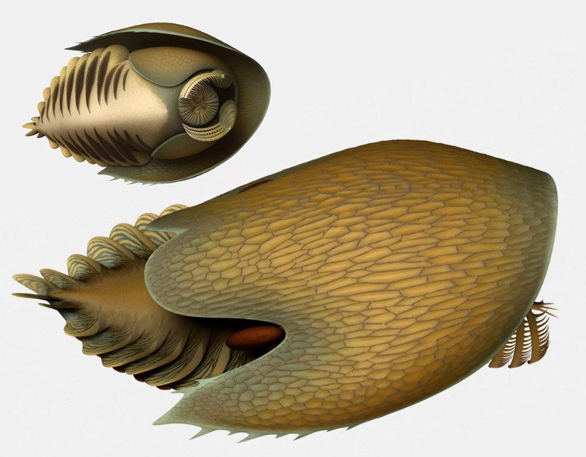 'Cambroraster falcatus