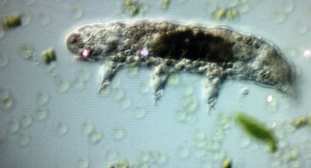 tardigrado