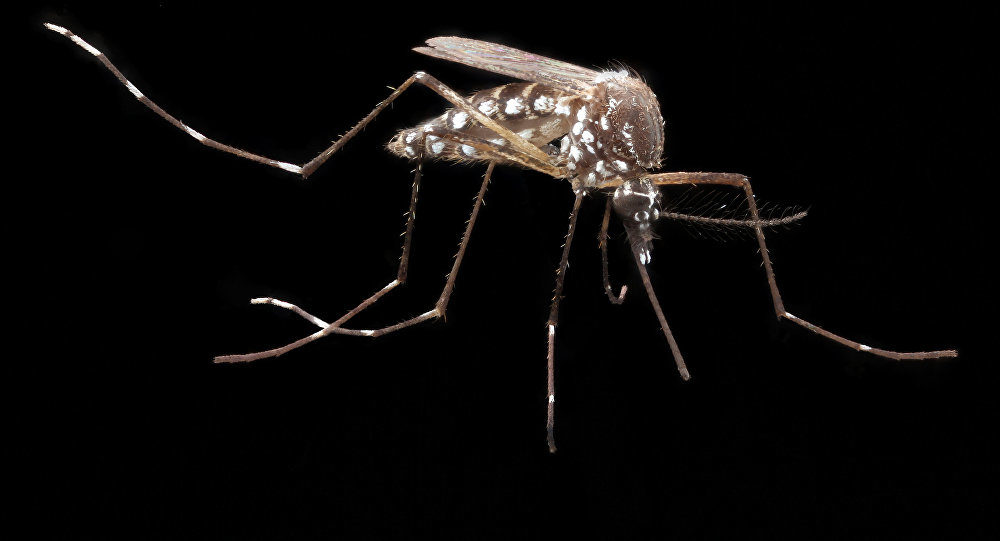 Mosquito