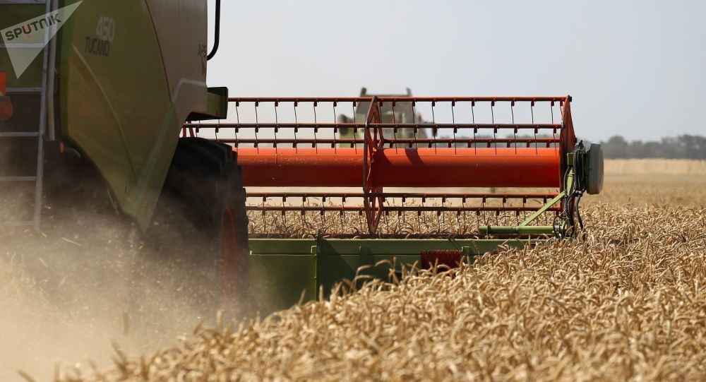 Trigo wheat
