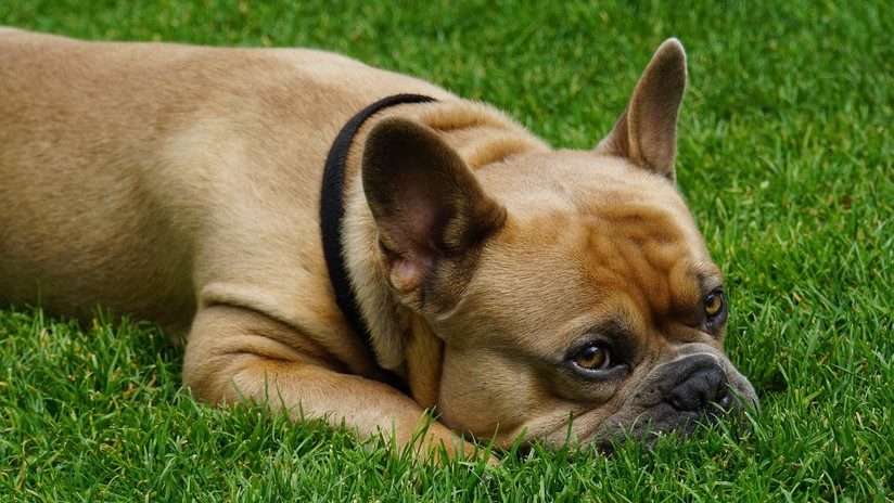 doggie