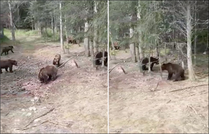 A collage of two screen grabs shows a pack of 14 brown bears filmed surrounding a truck in Magadan region