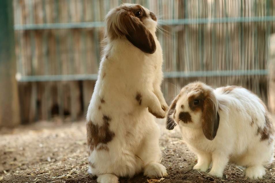 Aumento de seres humanos enloquecidos: Mueren 100 crías de conejos de una granja después de que animalistas 'liberaran' a sus madres