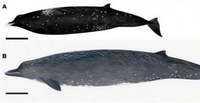 Han descubierto en Japón la Ballena Negra, una nueva especie de cetáceo