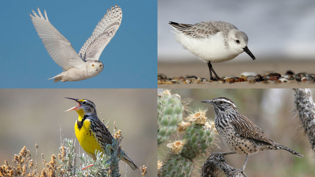 Populations of rare and common birds alike are decreasing across North America, including (clockwise from top left) snowy owls, sanderlings, cactus wrens and Western meadowlarks.