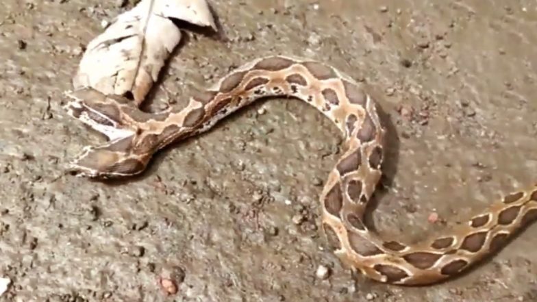 two-headed viper