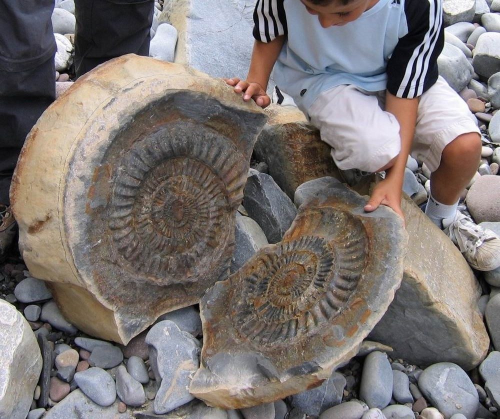 Quantoxhead Ammonite