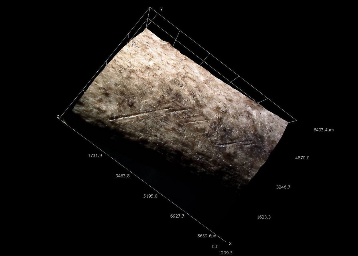Modelo tridimensional de marcas de corte en el hueso distal de un cisne. Qesem Cave. Ruth Blasco
