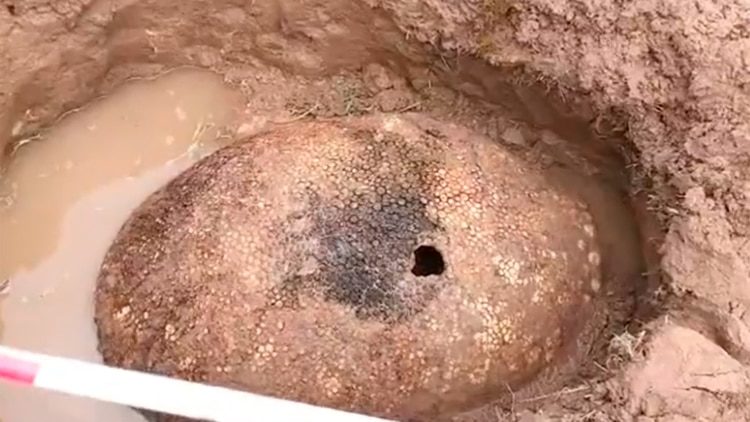 Un grupo de jóvenes encontraron el caparazón de un gliptodonte de más de 10 mil años de antigüedad