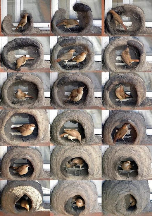 Construcción de un nido de hornero: Imágen con el proceso de armado del nido