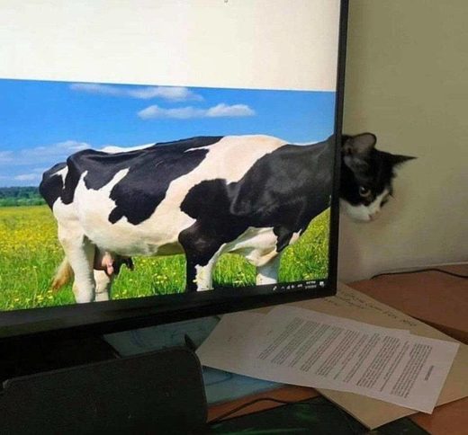 Cow cat in natural habitat