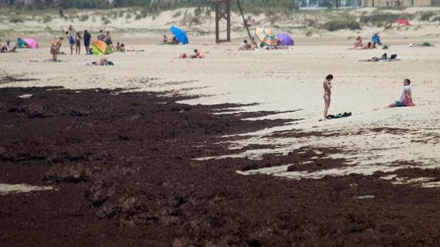 Estado de una playa de Tarifa el pasado verano invadida por el alga asiática - Efe
