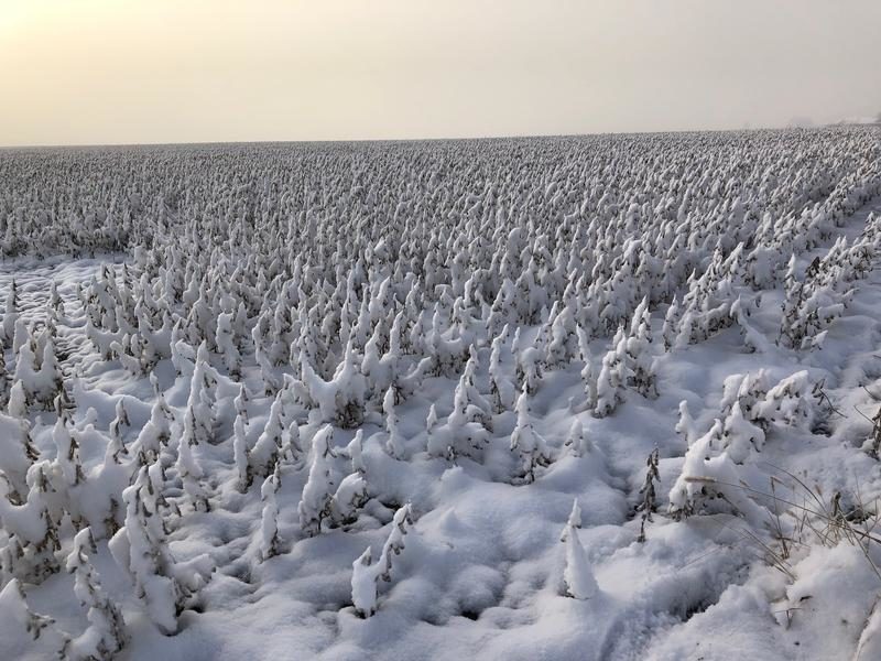 A soybean field near Anamosa is covered in snow Tuesday morning