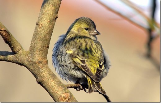 Clic para aumentar Siskin the bird