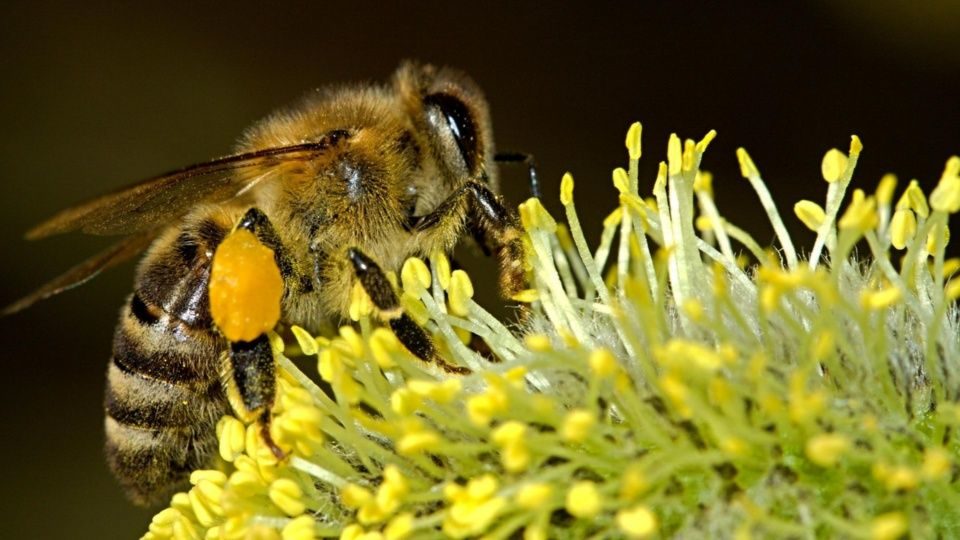 Científicos declaran a las abejas como ser los seres vivos más importantes
