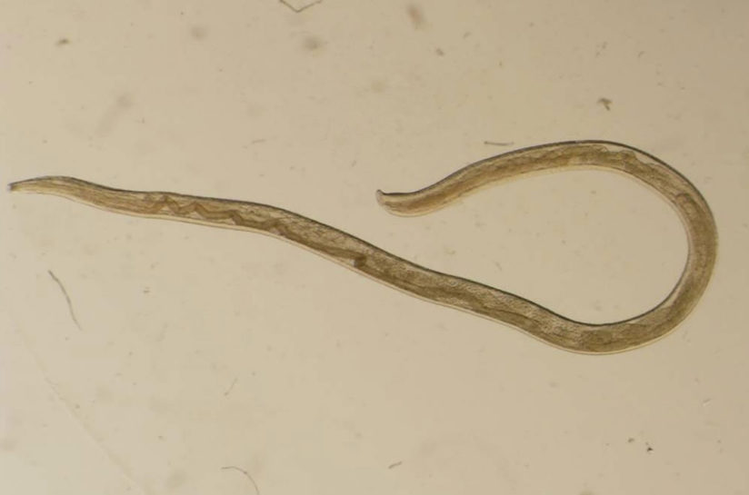 Thelazia gulosa.