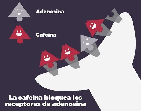 cafeína - adenosina