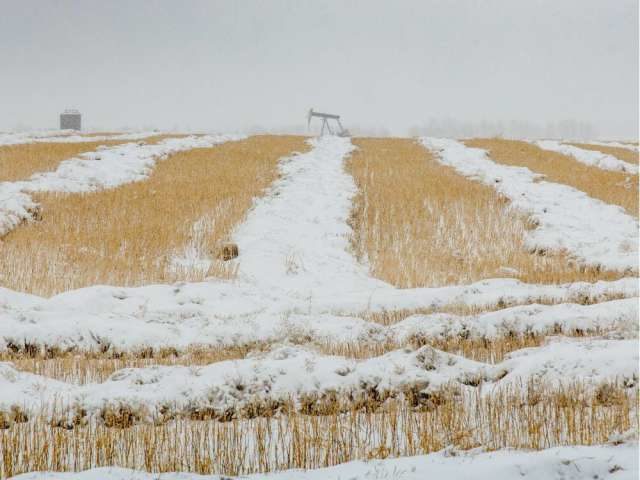 Heavy snow and rain during harvest on the Canadian Prairies