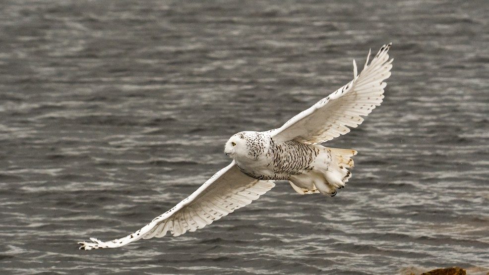 A snowy owl flies over Algoma.