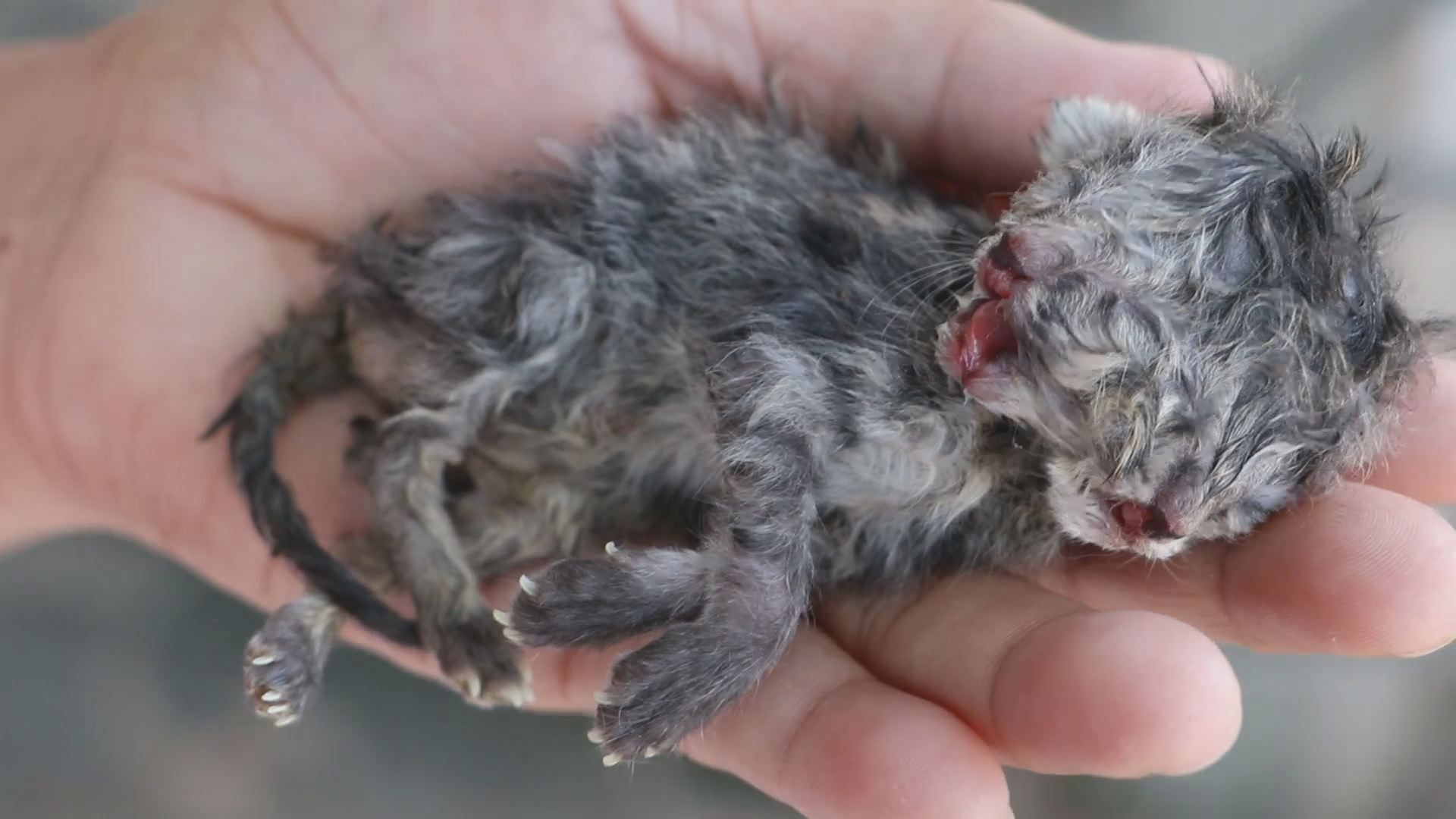 The two-headed baby cat on the palm of its owner in Ratchaburi province.