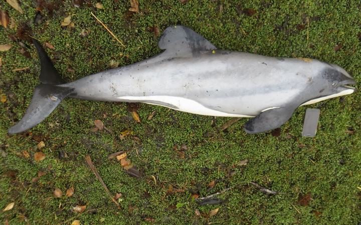 The Hector's dolphin was found dead at the head of Milford Sound in Fiordland.