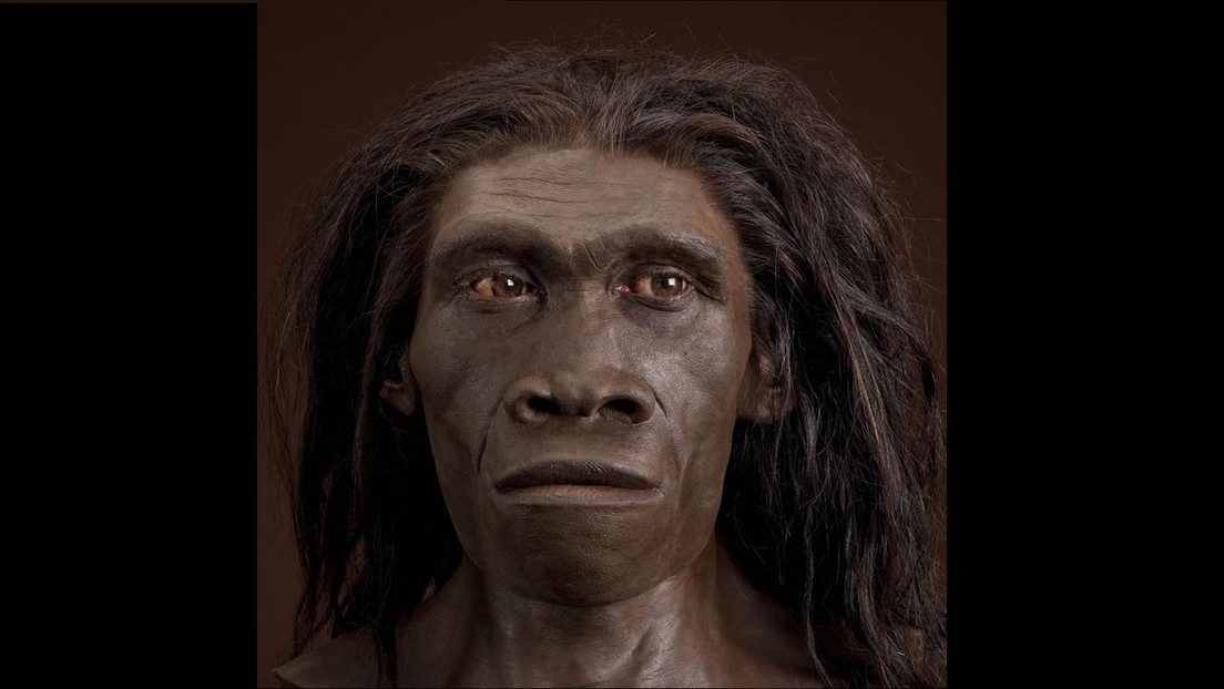 homo erectus