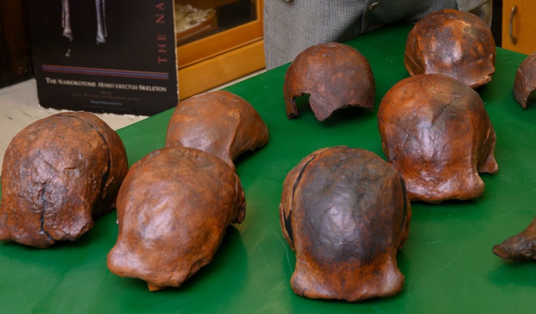 java skulls homo erectus