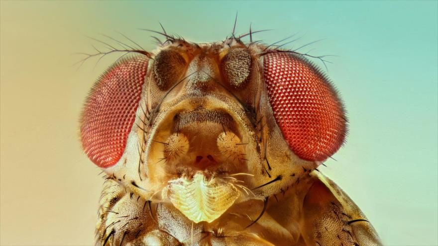 mosca