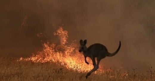 australia bushfire kangaroo