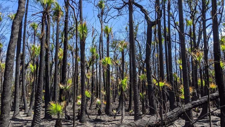 A burst of green in the charred bush. Photo by Illuka resident Nikayla Rae Austin, on the NSW north coast.