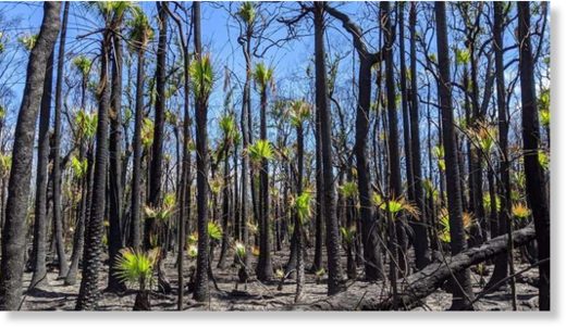 A burst of green in the charred bush. Photo by Illuka resident Nikayla Rae Austin, on the NSW north coast.