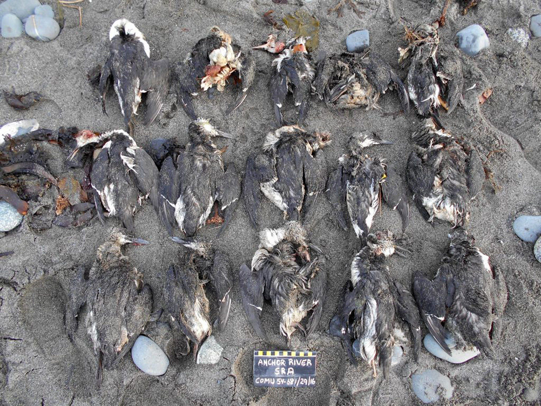 Birds dead