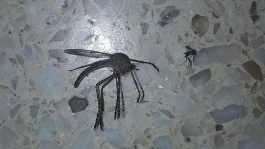 Un mosquito gigante despierta temor en Córdoba, Argentina