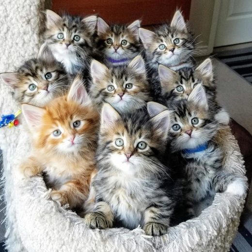 Clic para aumentar It's the cats that count