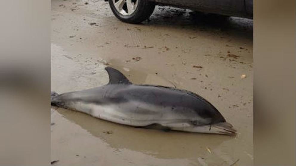 One of the dolphins found washed up in Spain.